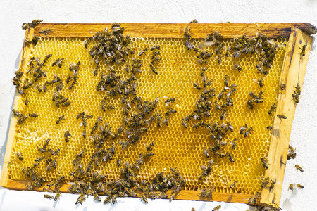 许多蜜蜂飞到蜂巢昆虫蜜蜂收集蜂蜜养蜂图片