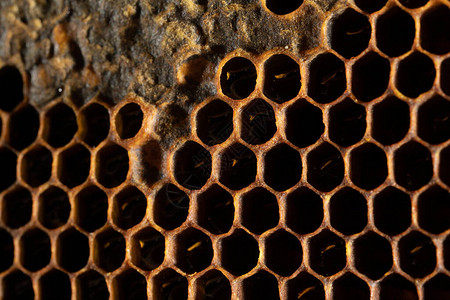 蜂窝纹理尚未从蜂窝中提取的甜花蜜深金色调的蜂窝背景蜂窝的微距拍图片