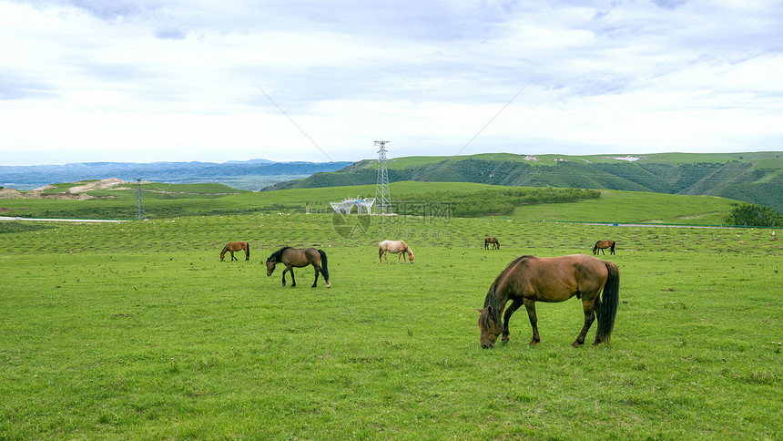 内蒙古辉腾锡勒草原上的马群图片