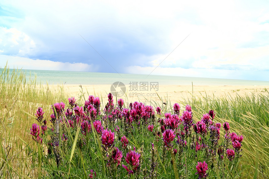 海滩上的花朵和风暴的乌图片