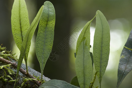 亚丁热带雨林的顶部植物它叫图片