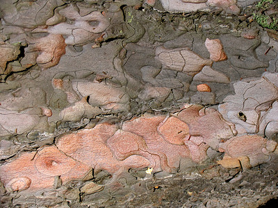 树皮层的纹理Pinussilv图片