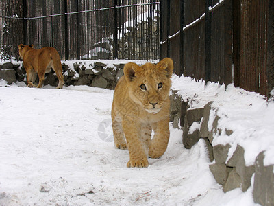 雪地上的狮子宝图片