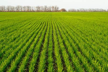 春田上冬小麦的新芽图片