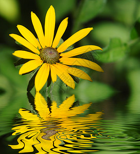 在水中反射的黄色菊花图片