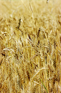 植物上的金色小麦。图片