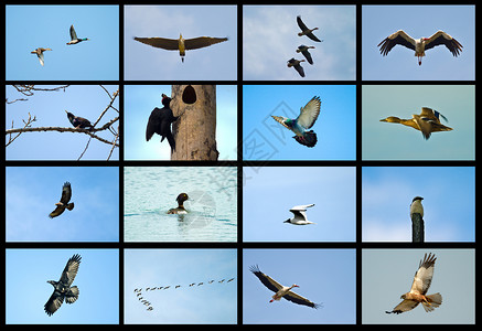 鸟的姿势在蓝色背景下表达各种情绪图片