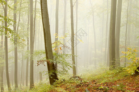 山上美丽的贝赫森林以秋初的颜色于十月拍图片