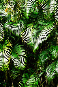 热带地区树叶的自然背景图片