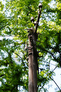 树下的旧木电桅杆图片