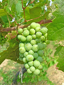 葡萄栽培一串葡萄图片