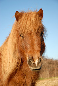 一匹纯种设得兰小马的肖像图片