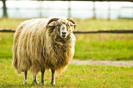 在草地上撒着蓝天的羊有图片