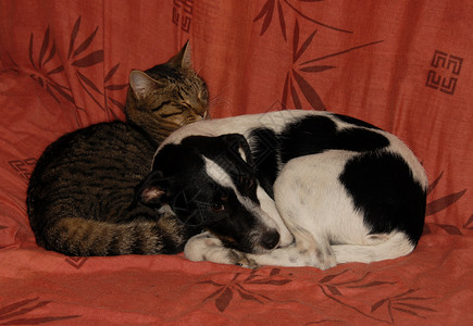 睡着的灰猫和纯种杰克罗素梗犬图片