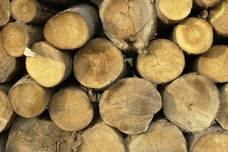 堆积的木材原木适合背景图片