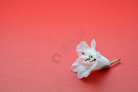红底白花象征个或孤独背景图片