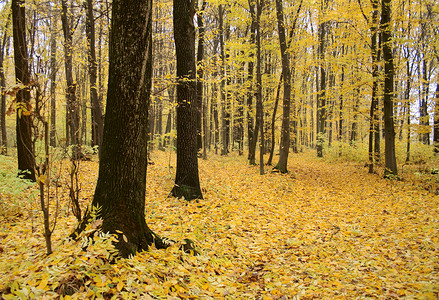 秋天森林里的山毛榉树图片