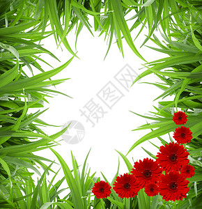 在白色背景和红花朵背景图片