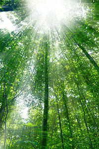 阳光穿过森林的树叶图片