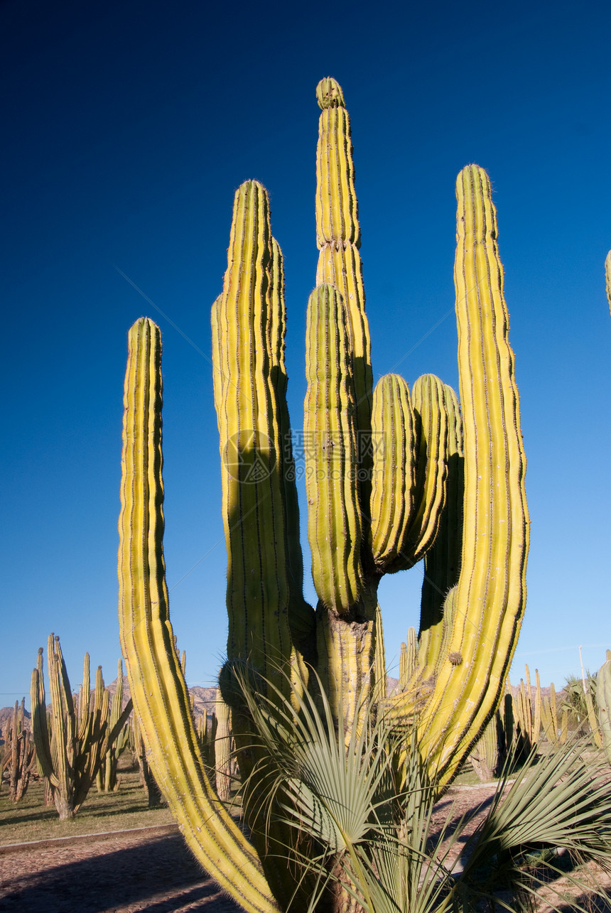 墨西哥索诺兰沙漠的风管道仙人图片