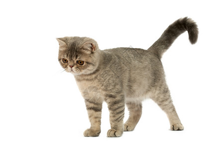 异国情调的短毛小猫颜色蓝虎斑点背景图片