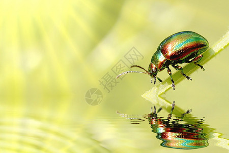 明亮的绿甲虫在清晨太阳光线照亮的干燥上图片
