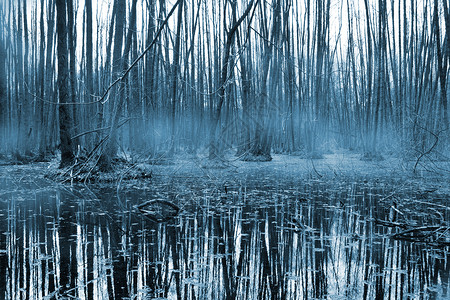 Misty森林图片