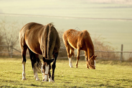 在午后温暖的阳光下马在牧场上吃草高清图片