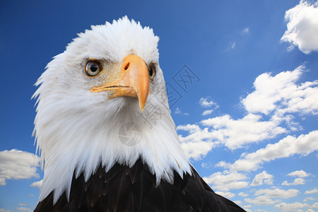 秃鹰HalieetusLeucocephalus与蓝背景图片