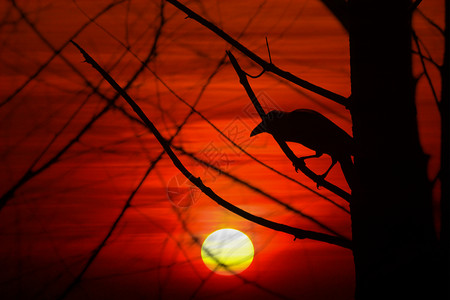 美丽的背景与乌鸦渡鸦的剪影坐在日落背图片