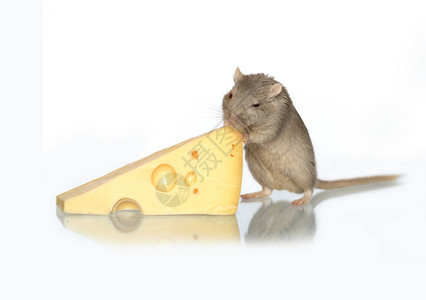 在白色背景上吃奶酪的灰老鼠图片