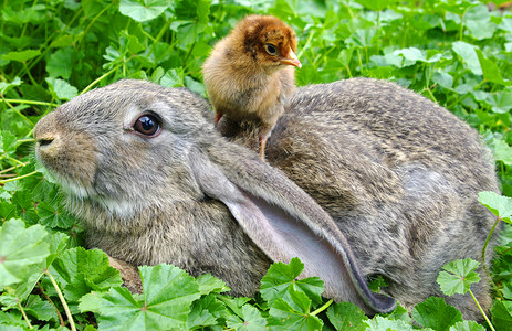 一只兔子和一只鸡在草丛中图片