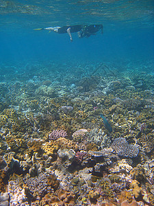 澳大利亚昆士兰大堡礁的颜色和纹理图片