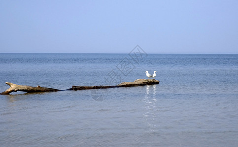 Jurmala波罗的海沿岸海鸥图片