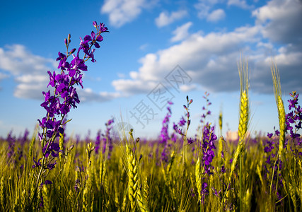 紫色和绿色的花朵在蓝天与云彩的映衬下图片