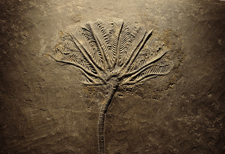蕨类化石背景图片