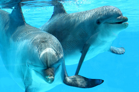 海洋生命两只海豚图片