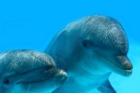 海洋生命海豚的一对图片