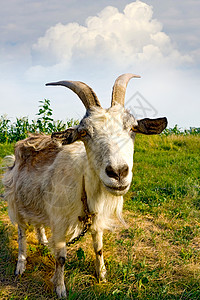 草地上的农村山羊图片