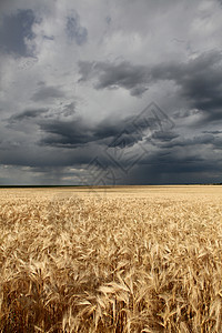 暴风雨中的麦田图片