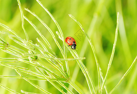 浅景深草地上的瓢虫背景图片
