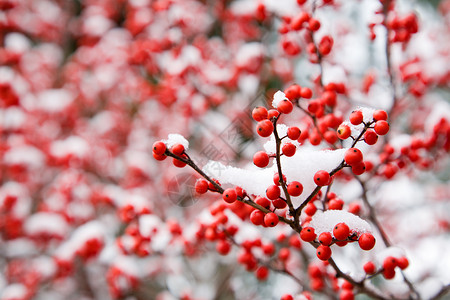 雪下山楂浆果的特写图像图片