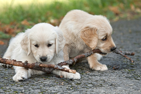 两只小狗金毛去咬树枝图片