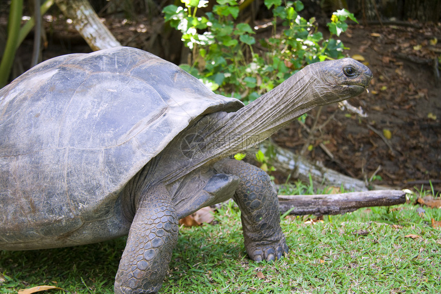 塞舌尔Curieuse岛海龟聚居地的塞舌尔巨龟Dipochelyshol图片