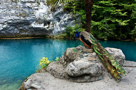 一个美丽的孔雀在阿布哈西亚蓝湖图片