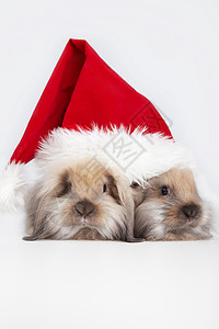 两只兔子在圣诞老人的帽子图片