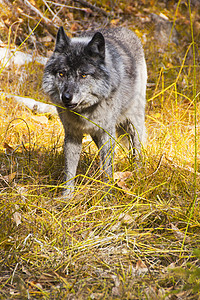 加拿大班夫公园野生加拿大狼的图片