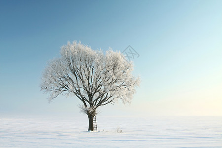 孤独的冬天树覆盖着霜使用偏光滤图片