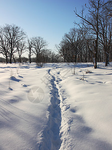 穿过冬天树林的路径图片