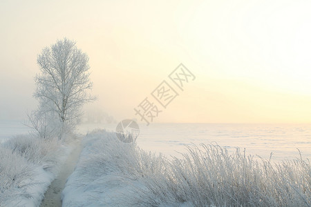 冬天的风景在雾的清晨在河图片